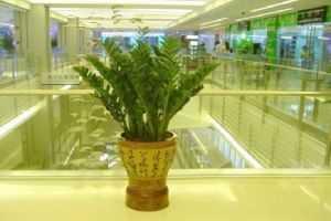 金錢(qián)樹(shù)開(kāi)花后怎么處理