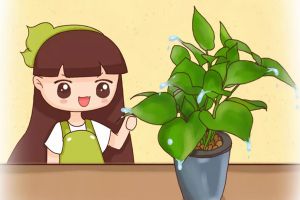 綠蘿竟然狂吐水，恭喜你，養(yǎng)了一盆健壯的綠蘿！