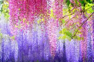 這輩子一定要種面花墻，這19種植物再合適不過(guò)了