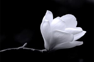 花市買花選不好，學(xué)再多技巧花也難逃一死
