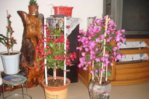 蟹爪蘭開成2米花樹，太陽花養(yǎng)成老樁，1招就搞定！