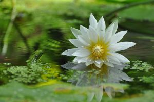 睡蓮真的會(huì)睡覺(jué)嗎