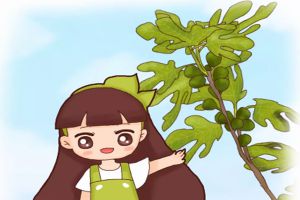 路邊剪個(gè)枝，扔盆里就瘋長(zhǎng)，果子多的吃不完！