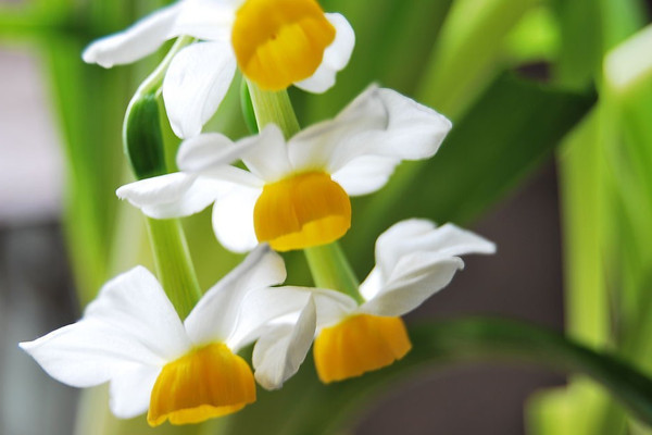 別看這8種花朵小，美麗可一點(diǎn)都不少