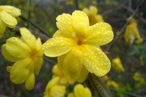迎春花開(kāi)完后怎么辦