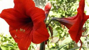 朱頂紅什么時(shí)候開(kāi)花
