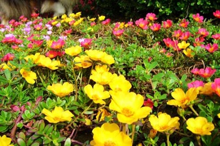 太陽花