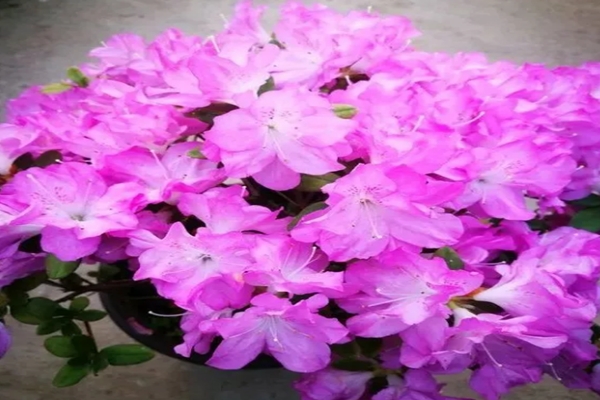 啥都養(yǎng)不好，竟是因?yàn)檫x錯(cuò)了花盆，難怪學(xué)了100個(gè)養(yǎng)花技巧也白搭！