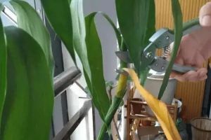 富貴竹買回家，10棵死了9棵，扎心了！