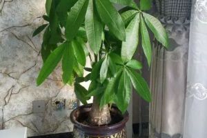 快住手！家里有這6種花的，千萬別再亂澆水了！
