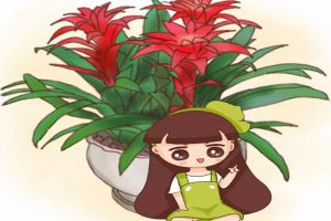 這花一開8個月，花朵比拳頭大，漂亮還好管，你不養(yǎng)一盆？