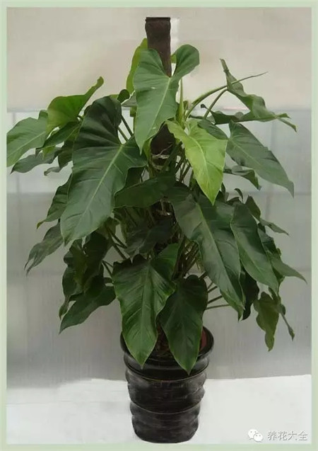 綠寶石喜林芋養(yǎng)護