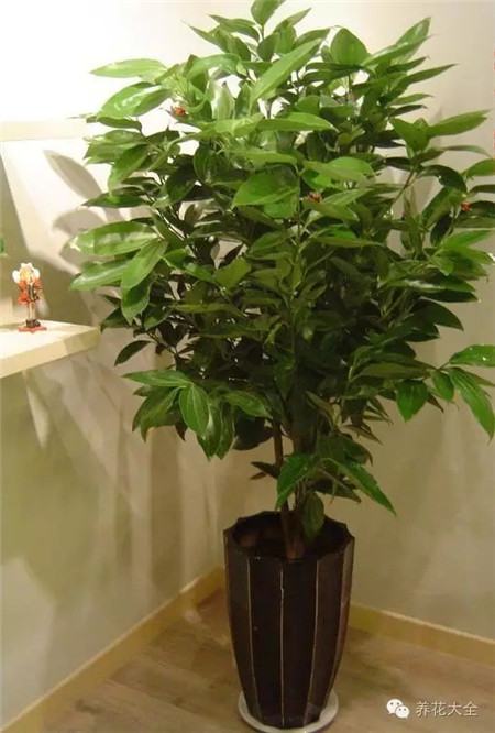 平安樹養(yǎng)護要點