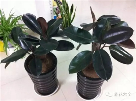 橡皮樹養(yǎng)護