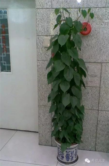 心葉藤養(yǎng)護要點