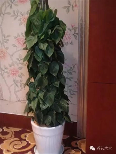 心葉藤養(yǎng)護
