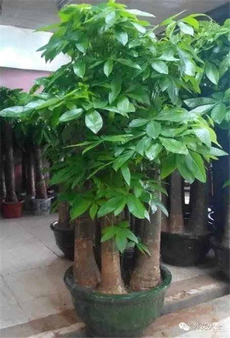 發(fā)財樹養(yǎng)護要點