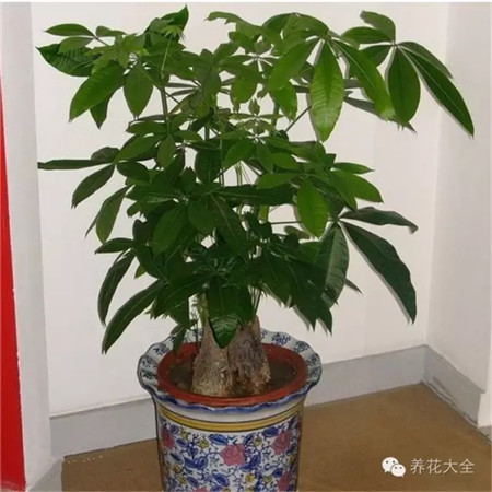 發(fā)財樹養(yǎng)護