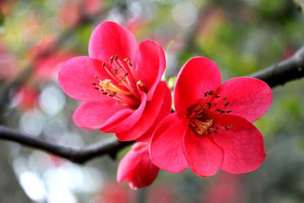 冬季，你以為把花移進(jìn)室內(nèi)就完了