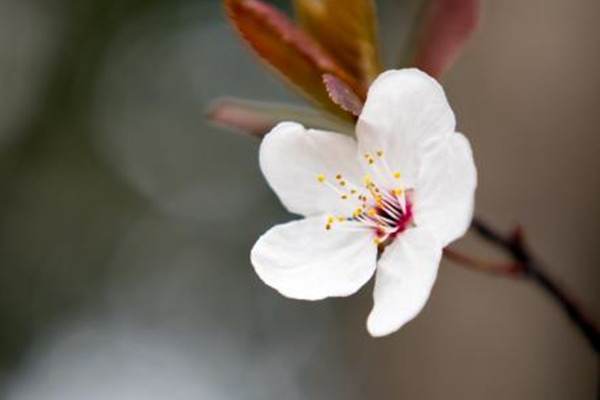櫻花開花后怎么辦？