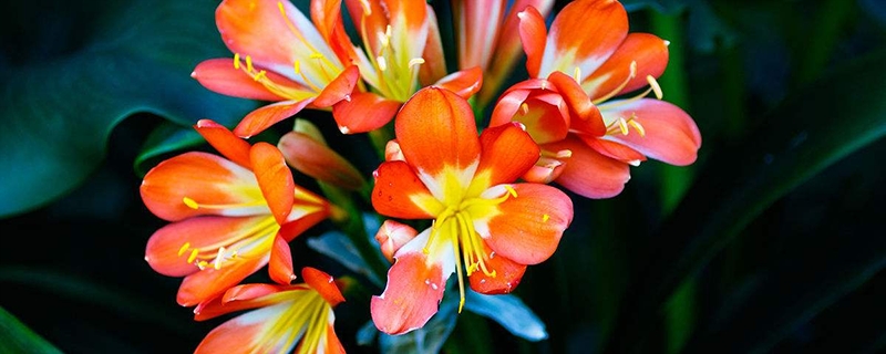 怎么樣讓君子蘭快速開(kāi)花？