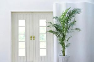 這10種霸氣大型盆栽鎮(zhèn)家守業(yè)，招財(cái)進(jìn)寶