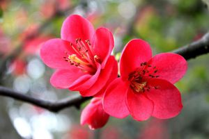 冬季，你以為把花移進(jìn)室內(nèi)就完了