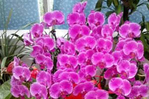 君子蘭朱頂紅…1年連續(xù)開花3-4次，怎么做到的？