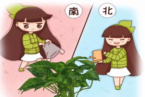 北澆淘米水，南用草木灰，用錯了，99%的花都活不了！