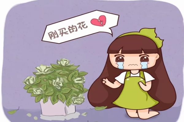 冒死揭秘花市貓膩，這5種花買一盆死一盆，過年買花千萬注意了！