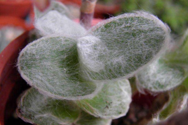 白雪姬的種植方法和注意事項