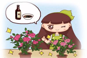 養(yǎng)花萬能水，竟是它！綠葉促花殺蟲，樣樣行！