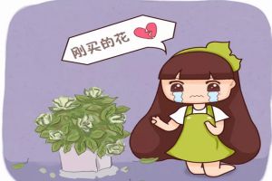 冒死揭秘花市貓膩，這5種花買(mǎi)一盆死一盆，過(guò)年買(mǎi)花千萬(wàn)注意了！