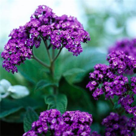 香水草怎么養(yǎng)會(huì)開(kāi)花繁盛