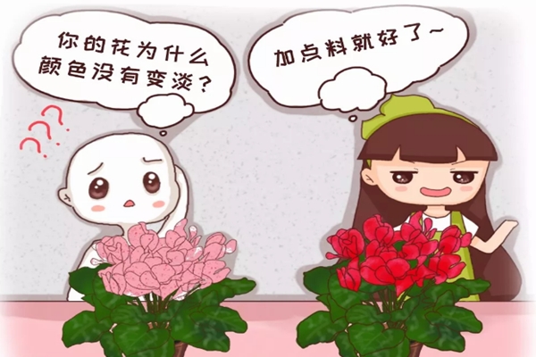 你家的花顏色越開越淡？隨手加點它，花像打了雞血，紅艷艷一片！