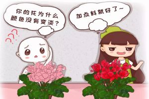 你家的花顏色越開越淡？隨手加點(diǎn)它，花像打了雞血，紅艷艷一片！