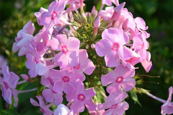 現(xiàn)在入手這13種花，不怕冬天沒花賞