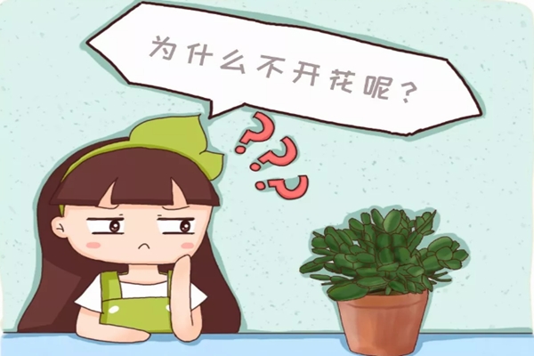 養(yǎng)花不開花，原來是盆里缺了它，加一點馬上開爆盆！