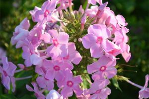 現(xiàn)在入手這13種花，不怕冬天沒(méi)花賞
