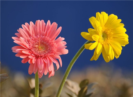 非洲菊開(kāi)花圖片欣賞