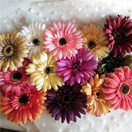 非洲菊開(kāi)花圖片
