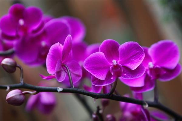 你因為北陽臺而哭泣，她卻種出一個絕美花園