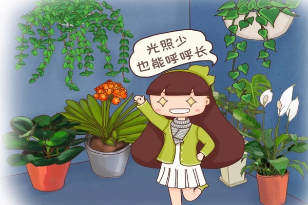 家里來盆它，冬天沒太陽也能綠得冒油，葉子又大又亮！