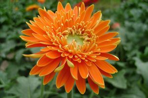 向日葵、太陽花、非洲菊……你能分清嗎