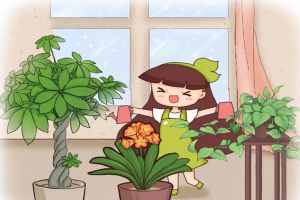冬天澆水一句話，保花能活20年！