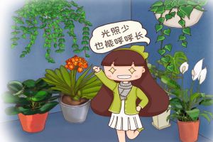家里來盆它，冬天沒太陽也能綠得冒油，葉子又大又亮！