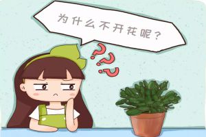 養(yǎng)花不開花，原來是盆里缺了它，加一點(diǎn)馬上開爆盆！