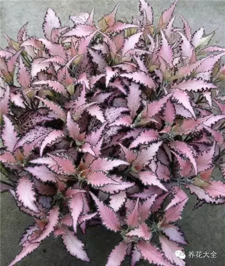 網(wǎng)紋草
