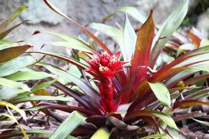 觀賞鳳梨不開花？學(xué)了這一招，鮮花開滿盆！