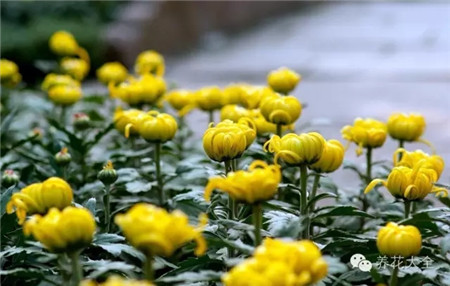 推遲開花